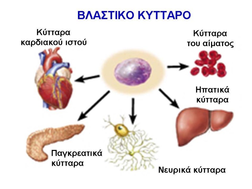 βλαστικό κύτταρο