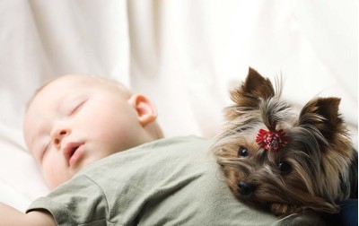 Σκύλος - Επαφή με μωρά