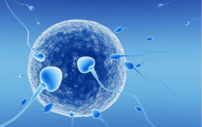 Η ανάπτυξη του εμβρύου κατά το πρώτο τρίμηνο της κύησης