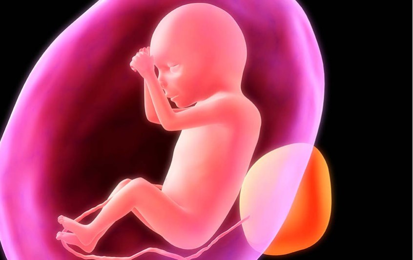 Η ανάπτυξη του εμβρύου κατά το δεύτερο τρίμηνο της κύησης