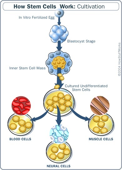 βλαστικά κύτταρα ομφάλιου λώρου