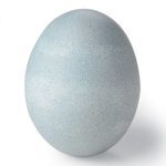 blue-egg
