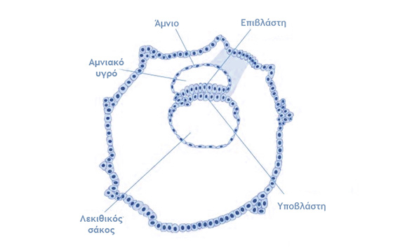 1η - 4η Εβδομάδα Κύησης, Ημερολόγιο  Εγκυμοσύνης