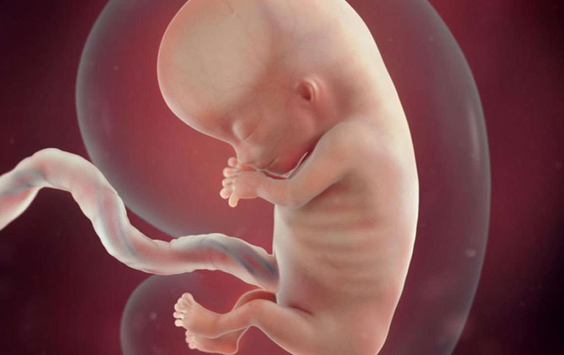 Εγκυμοσύνη: Η ανάπτυξη του εμβρύου το πρώτο τρίμηνο
